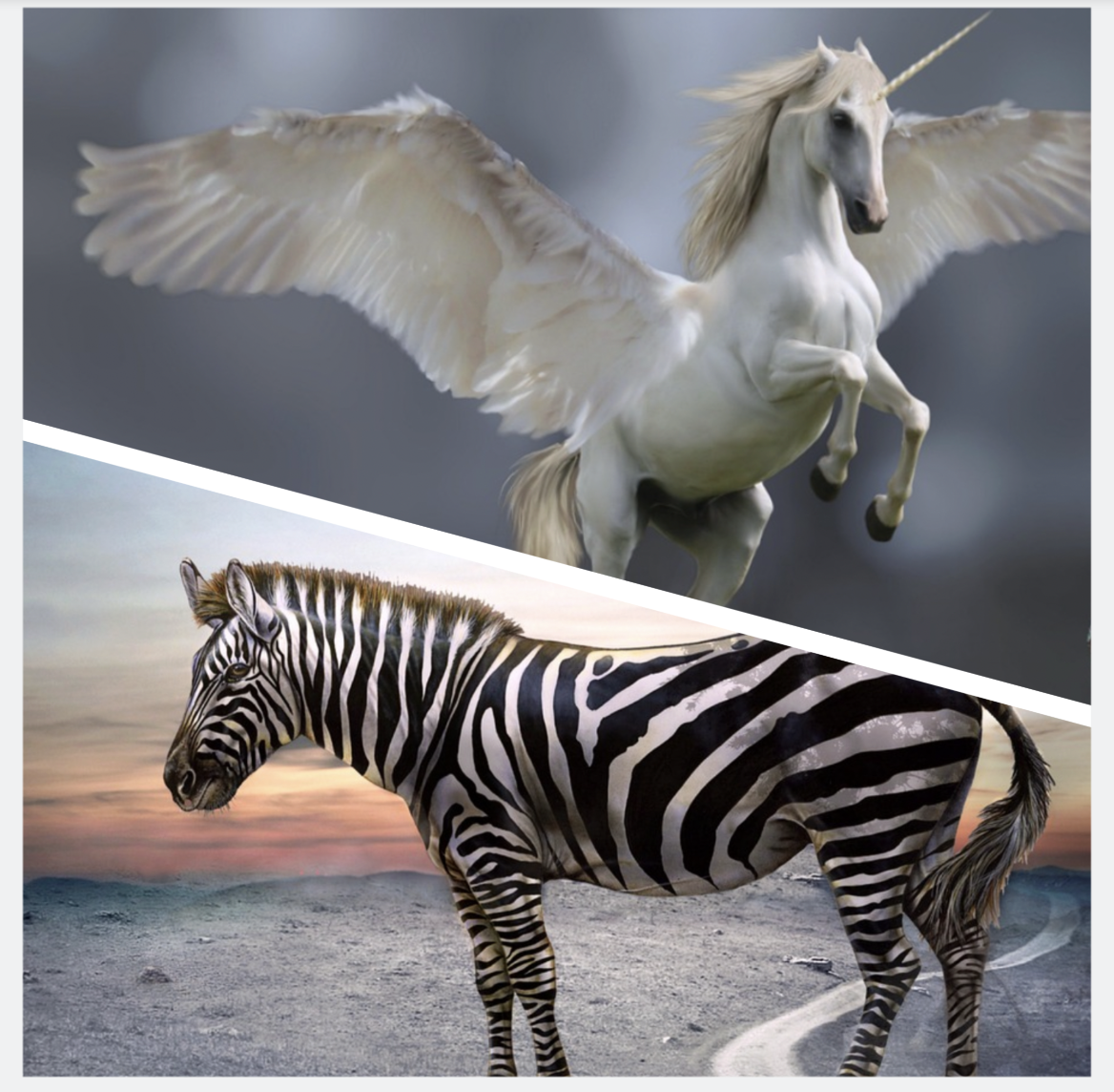 From Unicorn to Zebra: The transformation of ZGF